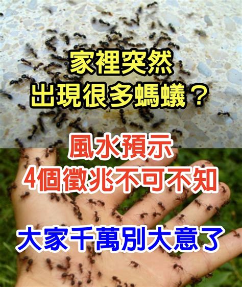 螞蟻穴風水|家裡突然出現很多螞蟻？風水預示「4個徵兆不可不知」 大家千萬。